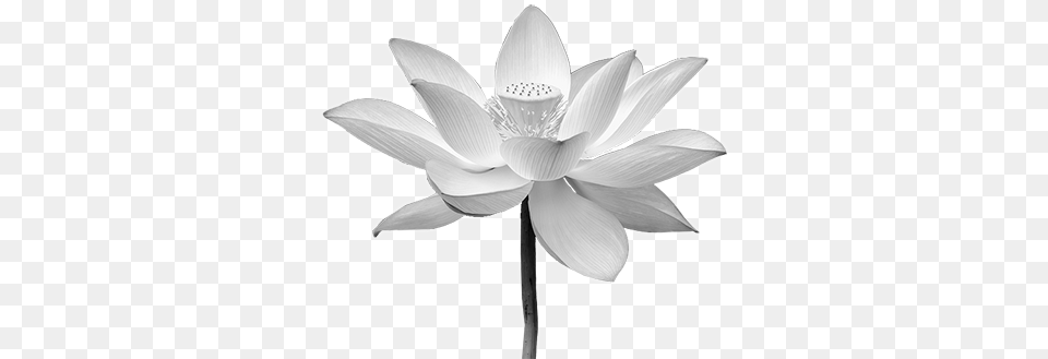 White Lotus Flower Picture Transparent White Lotus, Anemone, Plant, Petal, Dahlia Png Image