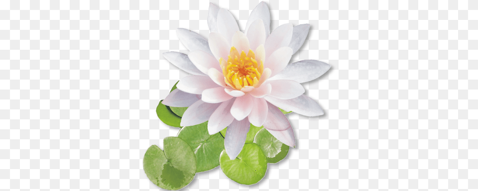 White Lotus Flower Shri Ram On Lotus Flower, Lily, Plant, Pond Lily, Dahlia Free Png Download