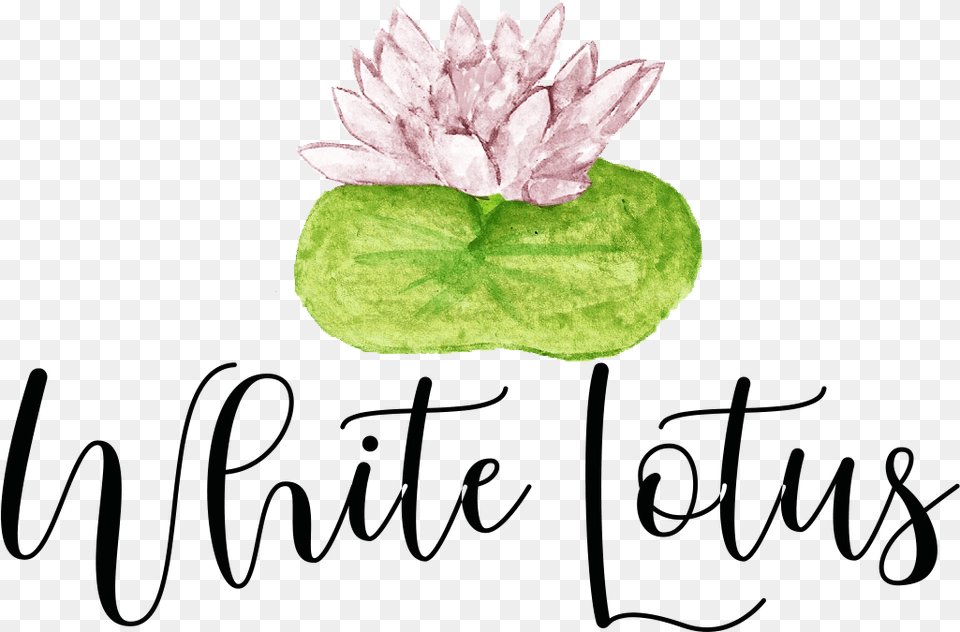 White Lotus Merchandise, Flower, Leaf, Petal, Plant Png