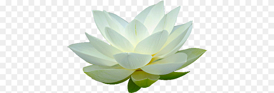 White Lotus U0026 Clipart Download Ywd Background Lotus Flower White, Lily, Plant, Pond Lily, Dahlia Free Transparent Png