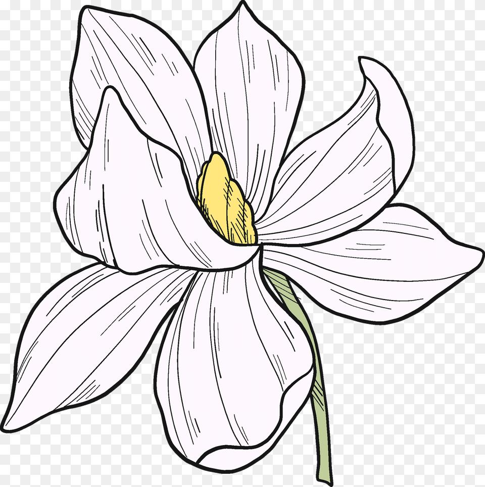 White Magnolia Flower Clipart, Plant, Anther, Petal, Animal Free Png