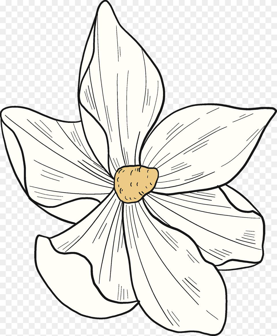 White Magnolia Flower Clipart, Anemone, Plant, Petal, Sea Life Free Png