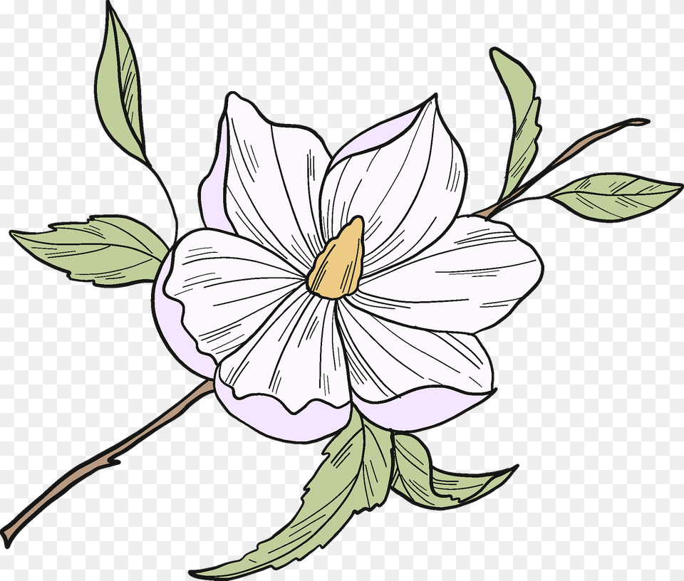 White Magnolia Flower Clipart, Plant, Art, Pattern Free Png Download