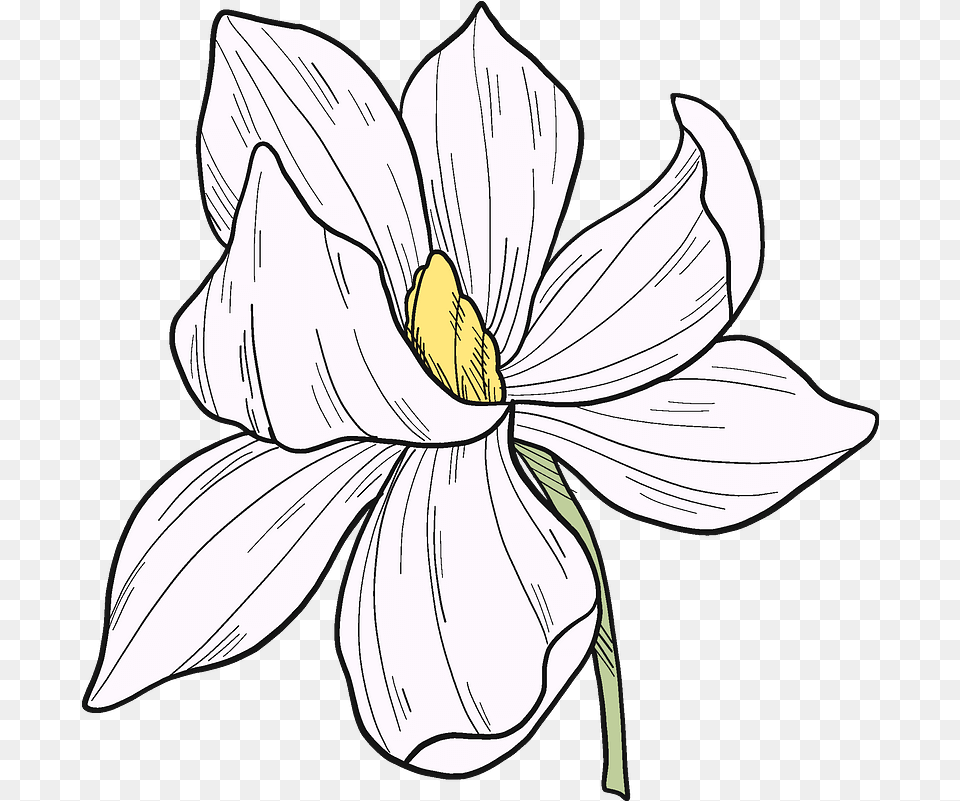 White Magnolia Flower Clipart Black And White Magnolia Flower Clipart, Plant, Anther, Person, Petal Free Png Download