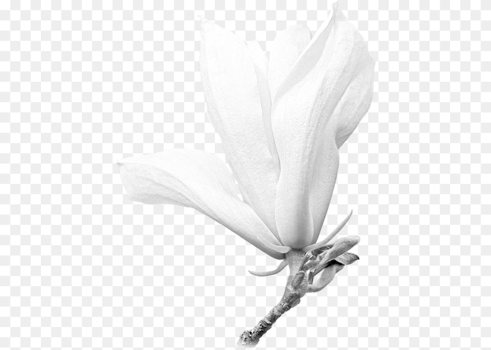 White Magnolia Shirt Twig, Flower, Petal, Plant, Acanthaceae Free Png