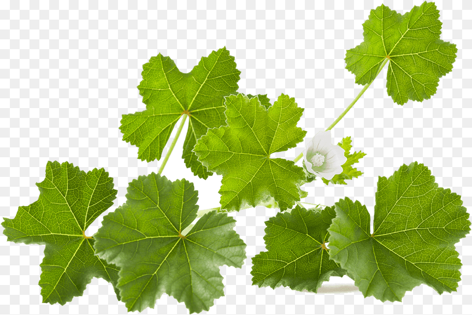 White Mallow Leaves, Leaf, Plant, Flower Free Png