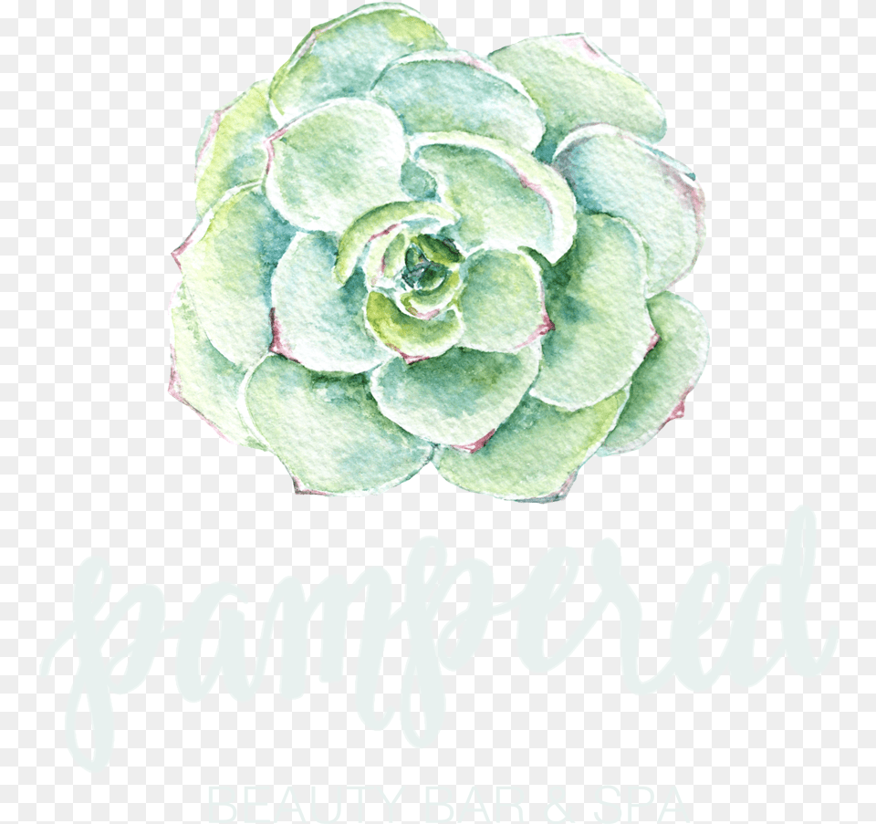 White Mexican Rose, Flower, Plant Png