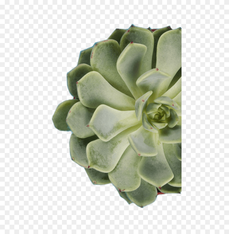 White Mexican Rose, Flower, Plant, Artichoke, Food Png