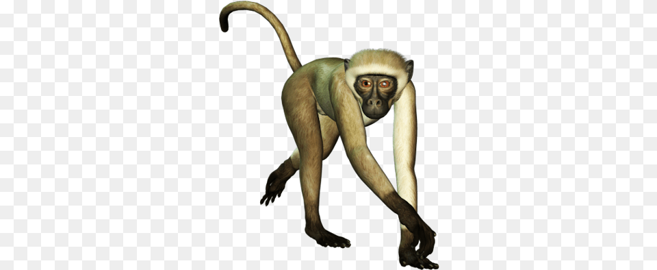 White Monkey White Monkey, Animal, Mammal, Wildlife Png