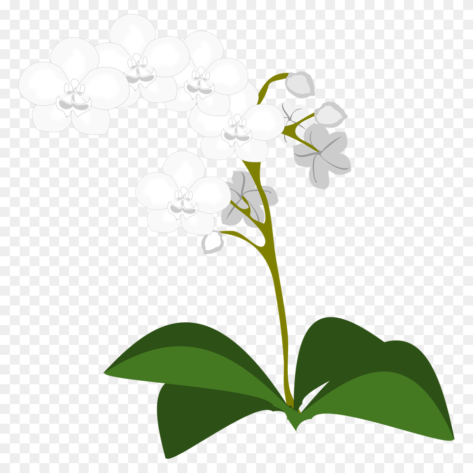 White Moth Orchid With Green Leaves Clipart, Flower, Plant Png Image