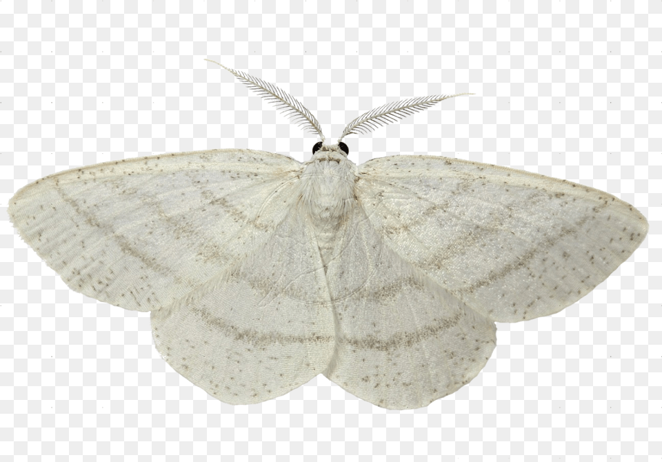 White Moth White Background, Animal, Insect, Invertebrate, Butterfly Free Transparent Png