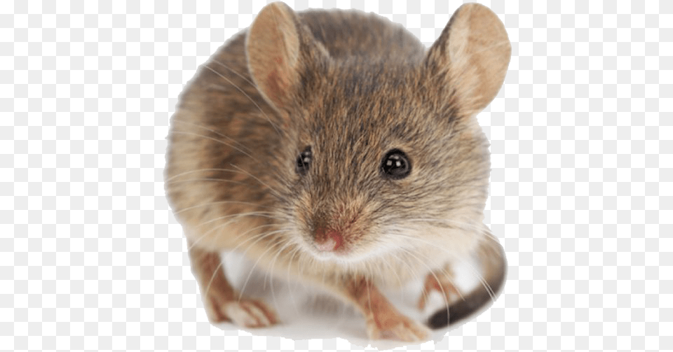 White Mouse Transparent Background House Mouses, Animal, Mammal, Rat, Rodent Free Png