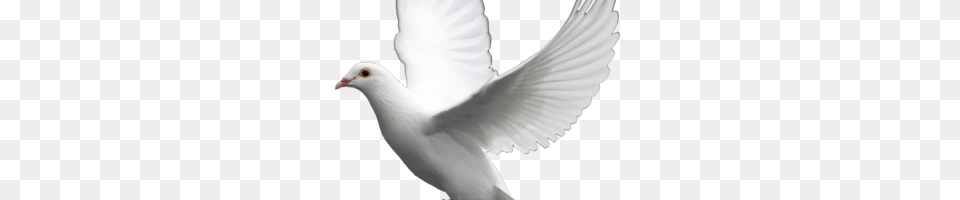 White Mug, Animal, Bird, Pigeon, Dove Png Image