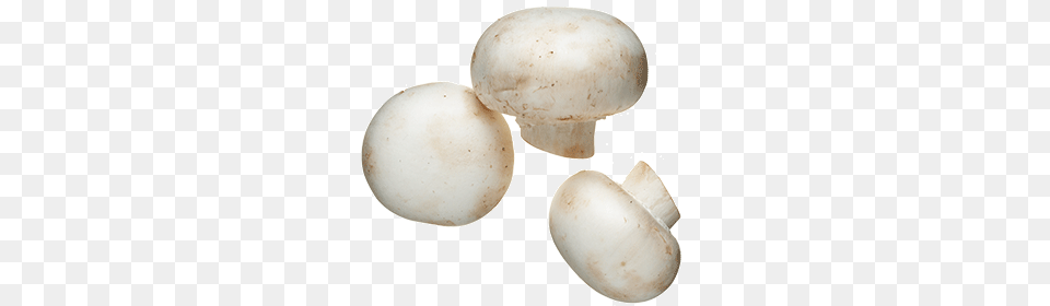 White Mushroom, Fungus, Plant, Agaric, Amanita Png