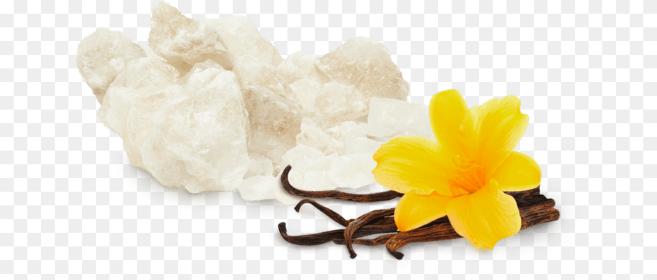 White Musk And Vanilla Artificial Flower, Petal, Plant, Mineral, Daffodil Png Image