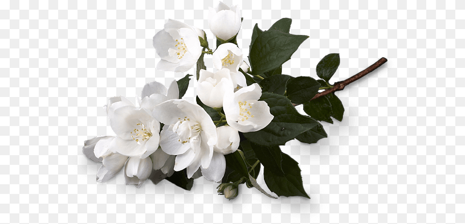 White Musk Flower, Plant, Anemone, Flower Arrangement, Flower Bouquet Png