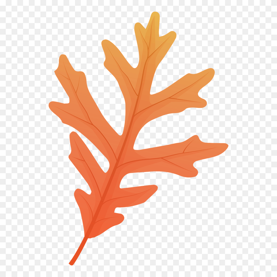 White Oak Late Autumn Leaf Clipart, Plant, Tree Free Png