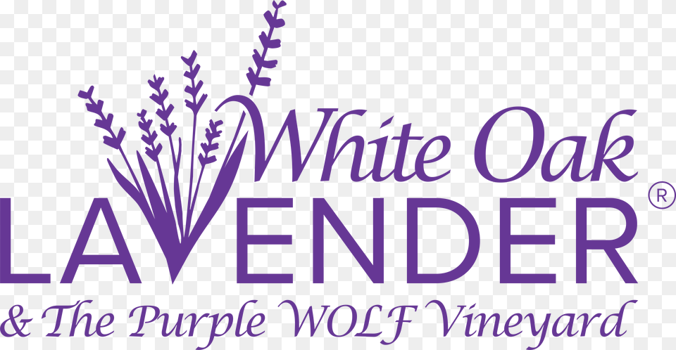 White Oak Lavender Farm Amp The Purple Wolf Vineyard White Oak Lavender Farm Harrisonburg, Plant, Grass, Green, Text Free Transparent Png
