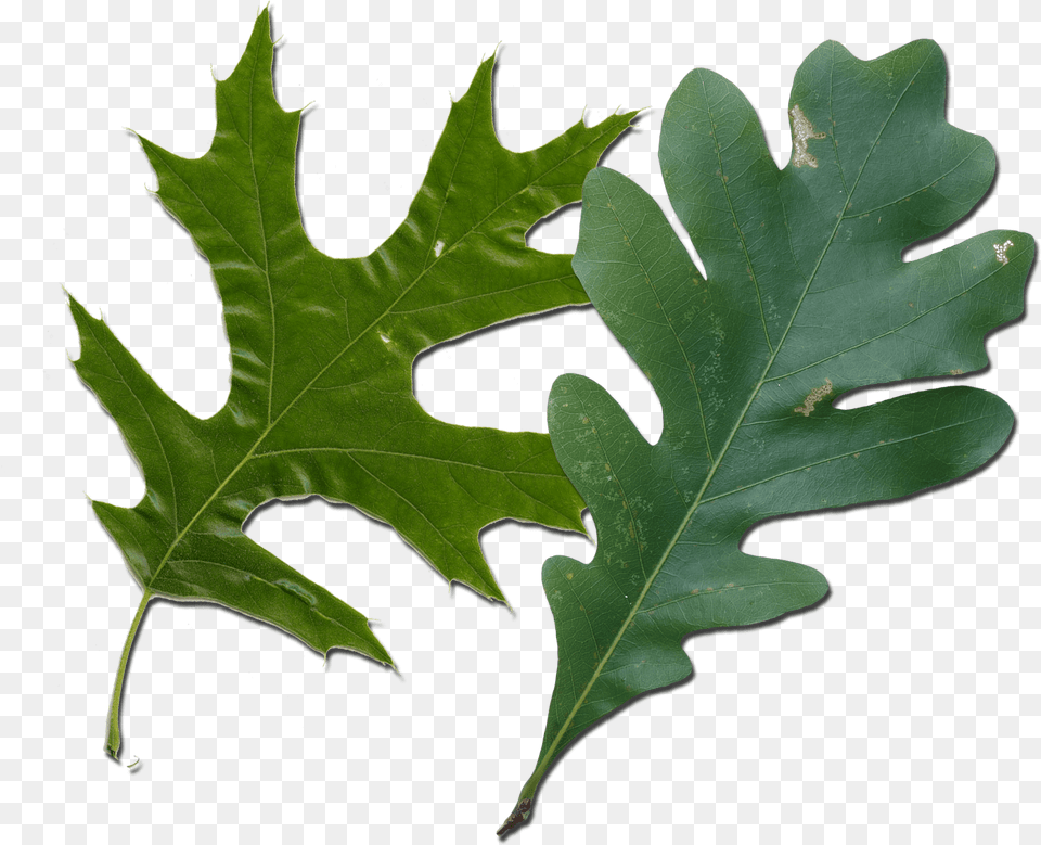 White Oak Red Oak Leaf, Plant, Tree Free Png