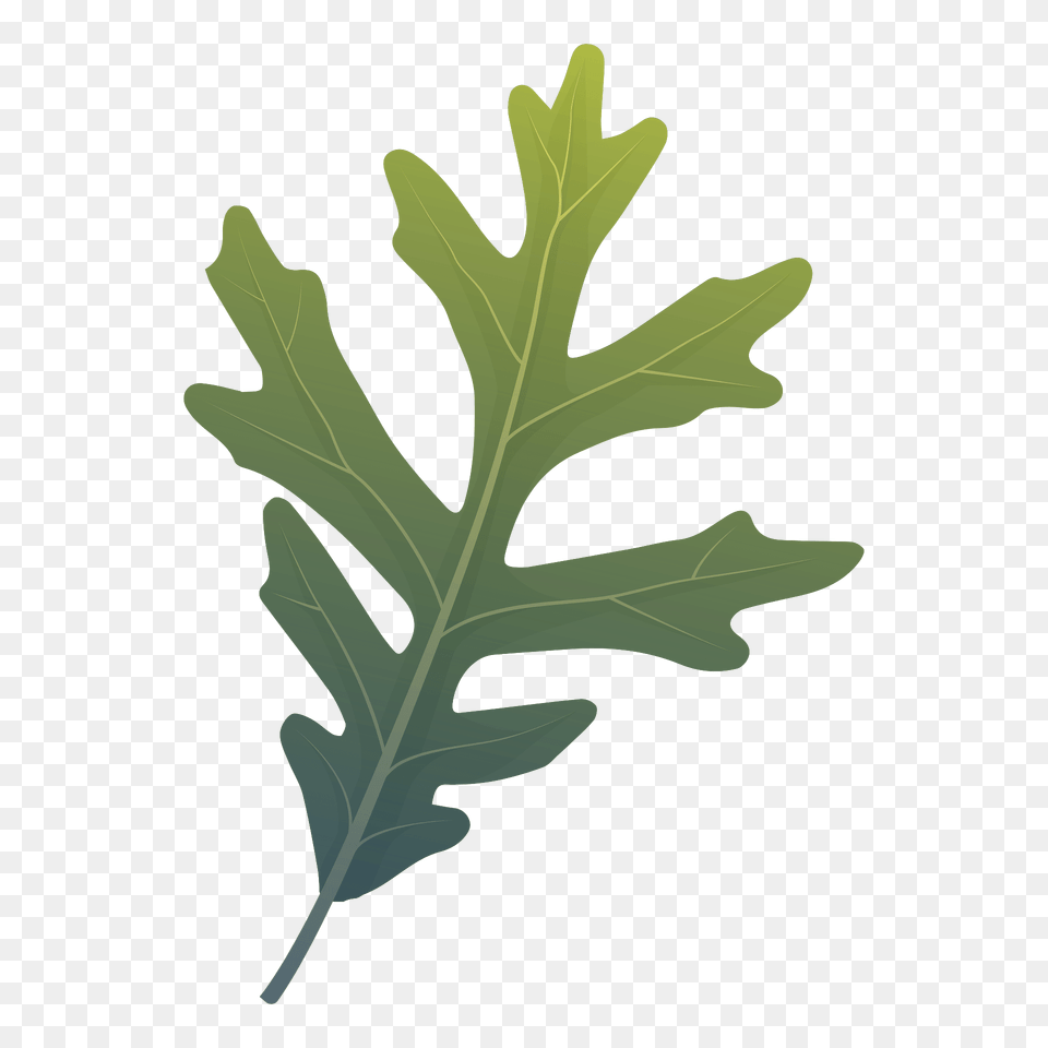 White Oak Summer Leaf Clipart, Arugula, Food, Leafy Green Vegetable, Plant Png