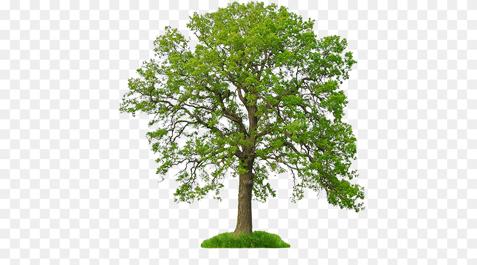 White Oak Tree Tree Background Hd, Plant, Sycamore, Tree Trunk, Potted Plant Png Image