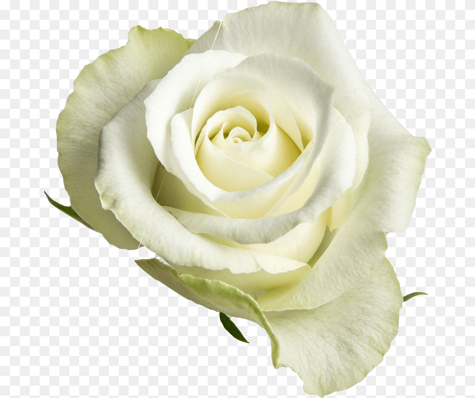 White Open Rose, Flower, Plant, Petal Free Png Download