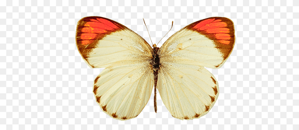 White Orange Butterfly, Animal, Insect, Invertebrate Png