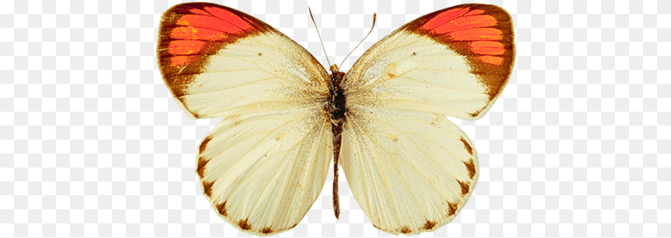 White Orange Butterfly Yellow Butterfly, Animal, Insect, Invertebrate Png