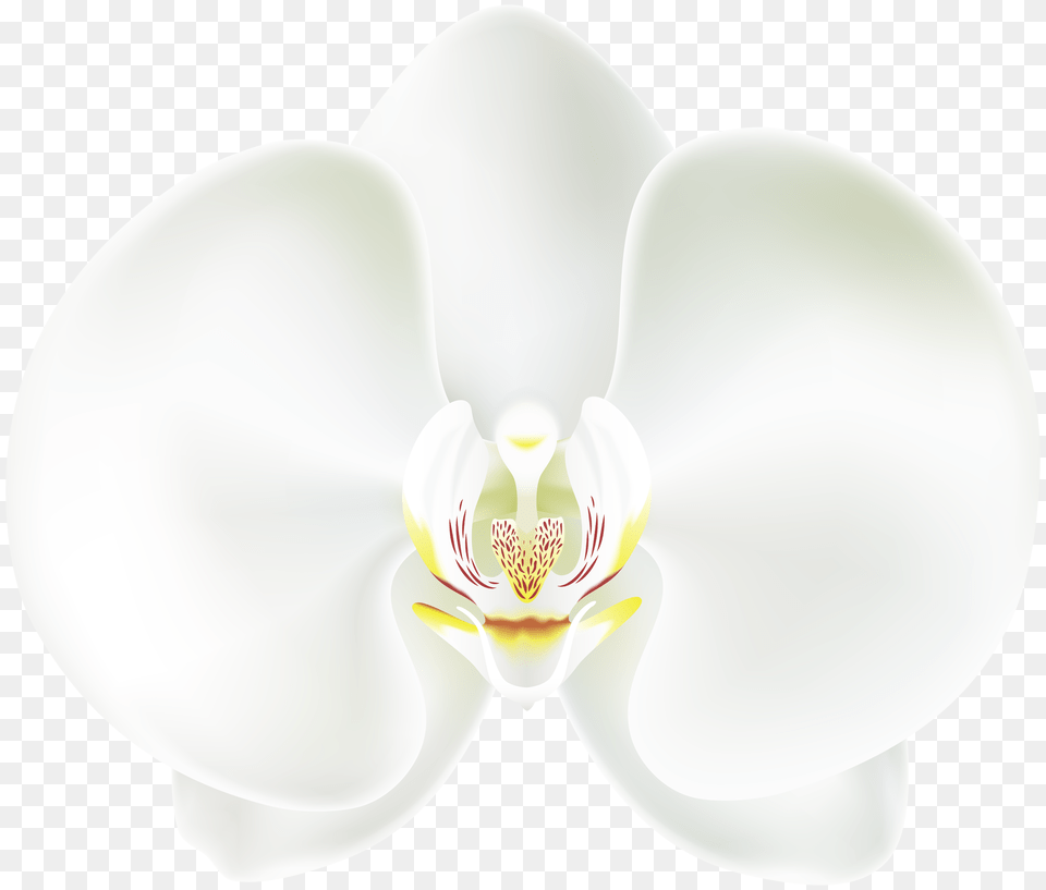 White Orchid Clip, Flower, Plant Free Png