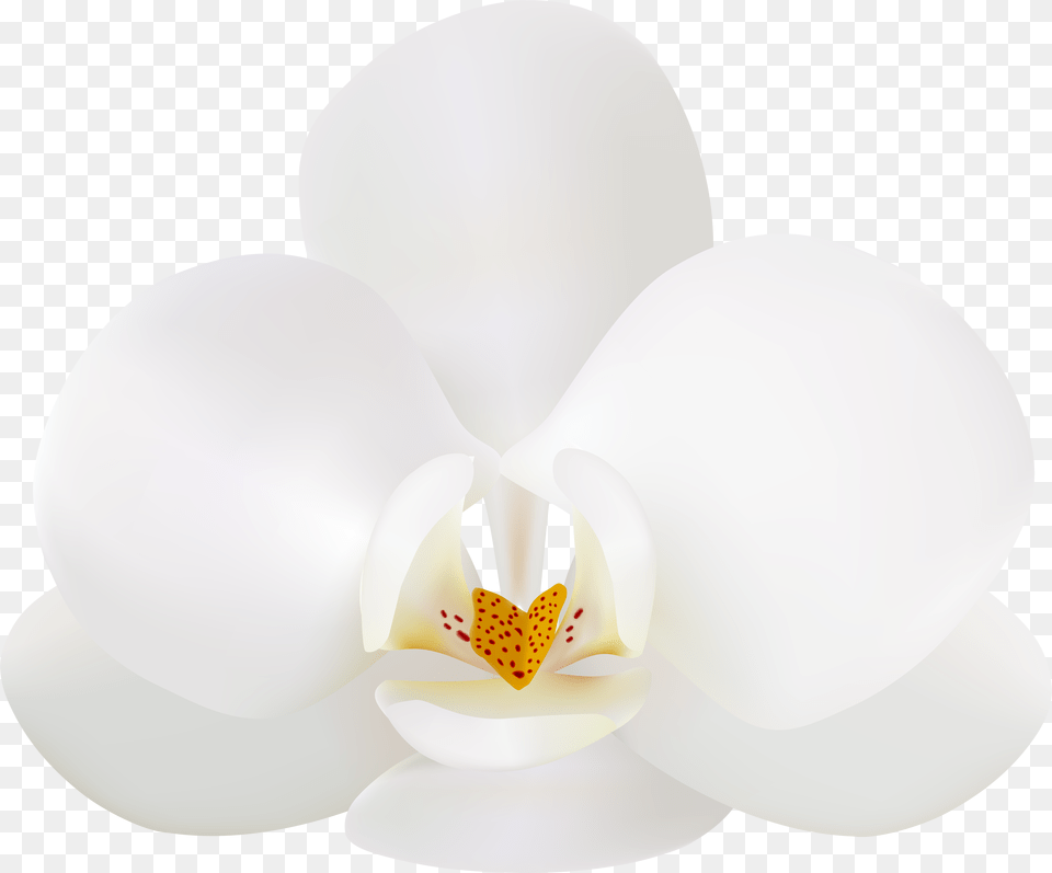 White Orchid Clip Art, Flower, Plant, Chandelier, Lamp Free Transparent Png