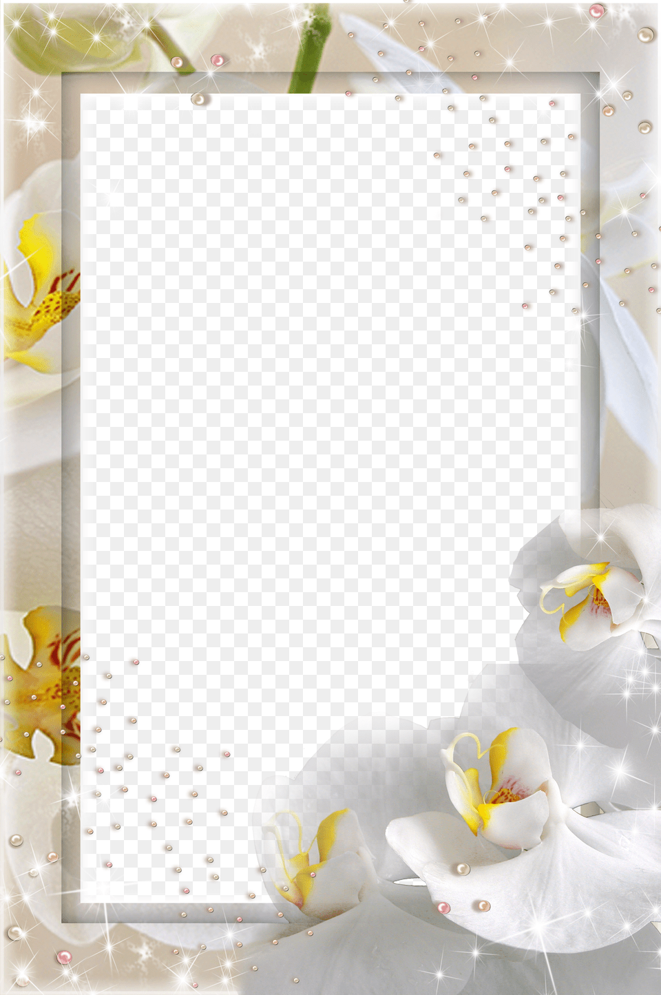 White Orchid Free Png Download