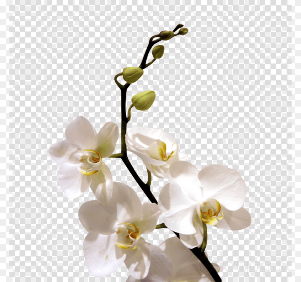 White Orchid Flower Clipart Orchids Flower Clip Transparent Orchid Flower, Plant, Rose Png Image