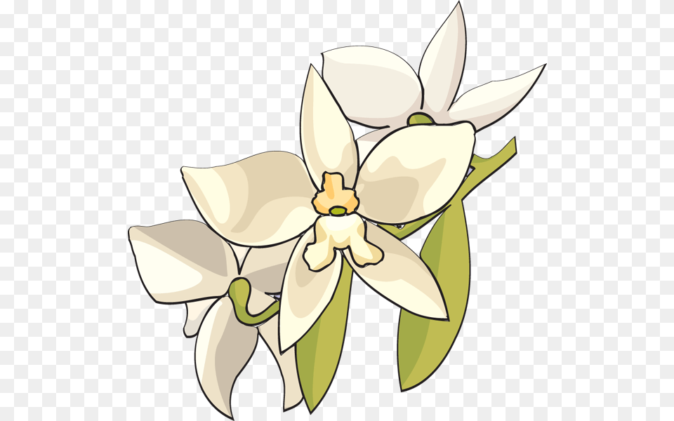 White Orchid Flower Clipart White Orchid Flower Clip Art, Plant, Animal, Fish, Sea Life Png