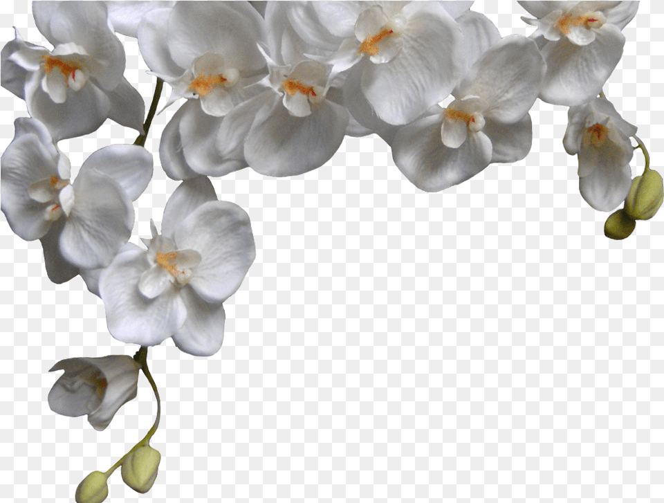 White Orchid Phalaenopsis White Orchid, Flower, Plant, Petal, Rose Free Png