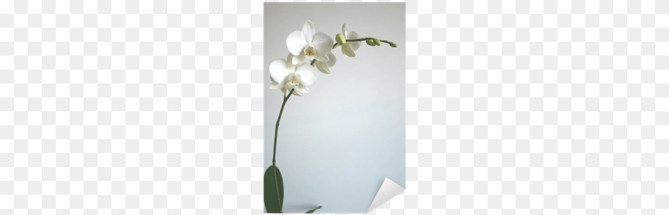 White Orchid Sticker Pixers We Live To Change Shutterstock, Flower, Plant Free Png Download