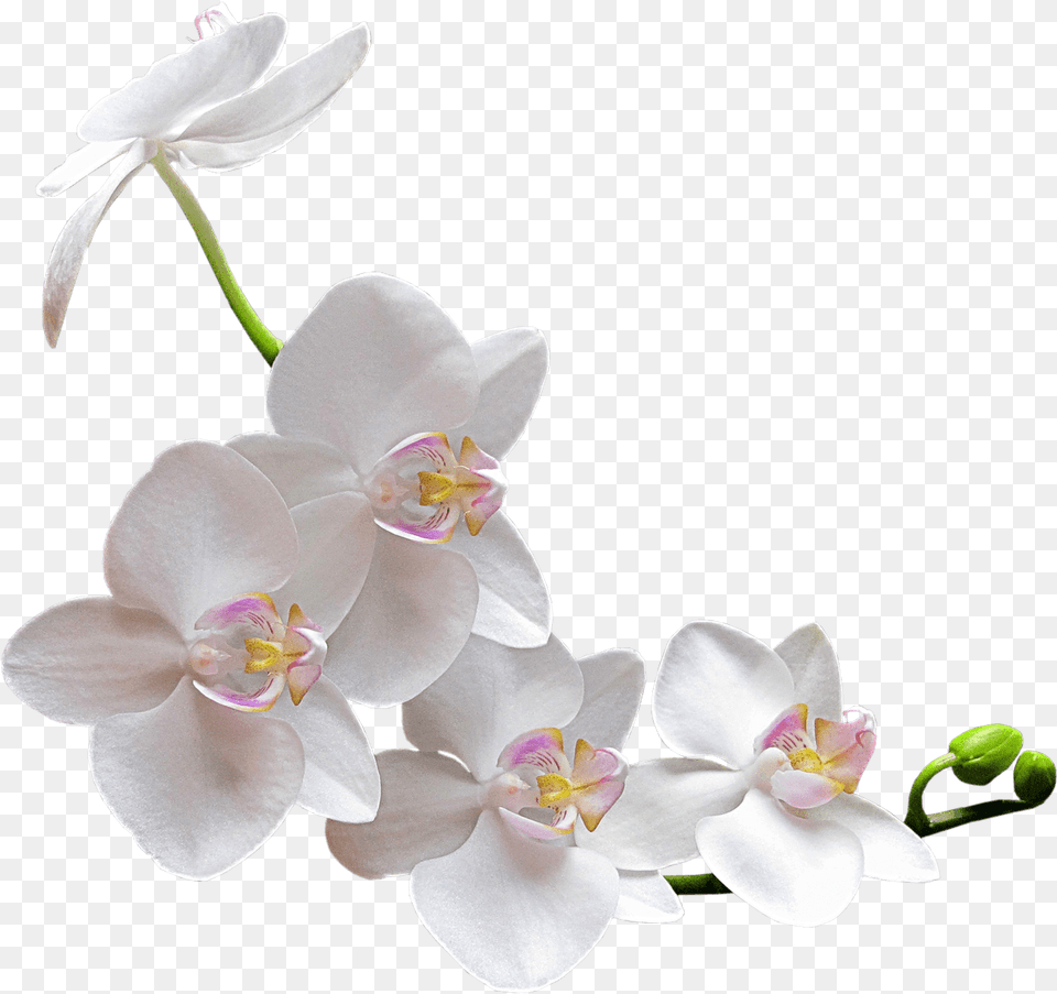 White Orchid Transparent White Orchid, Flower, Plant Free Png