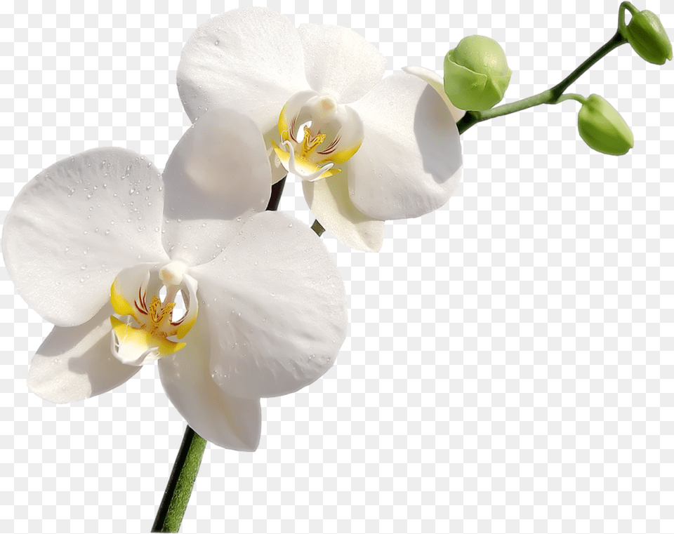 White Orchid White Orchids Orchid, Flower, Plant, Geranium Free Png