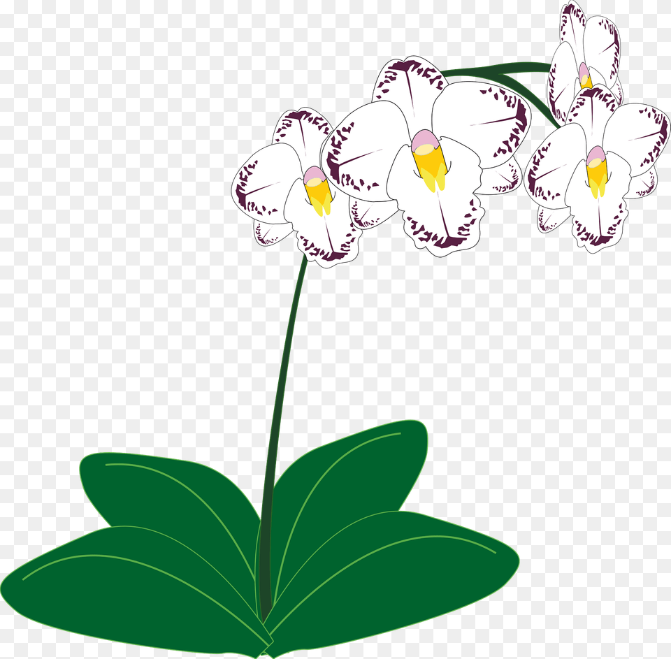 White Orchids Clipart, Flower, Plant, Geranium, Orchid Png
