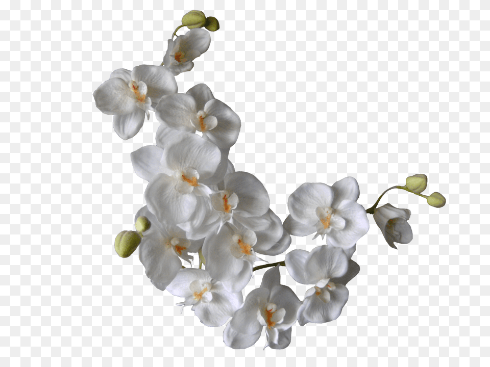 White Orchids On A Branch, Flower, Orchid, Plant, Petal Free Png Download