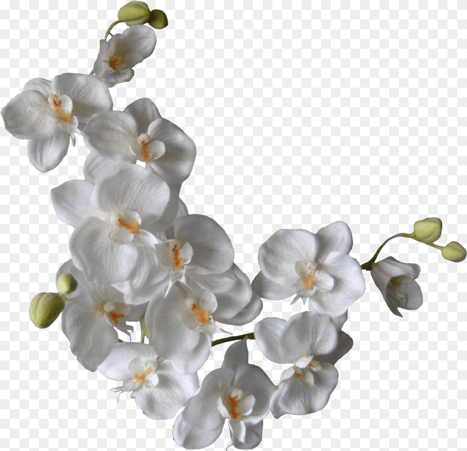 White Orchids On A Branch White Flowers Background, Flower, Orchid, Plant, Anther Free Transparent Png