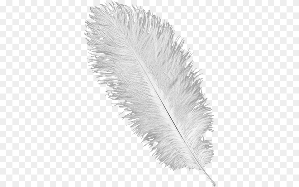White Ostrich Feather Plume White Ostrich Feather, Accessories, Leaf, Plant, Reed Free Png Download