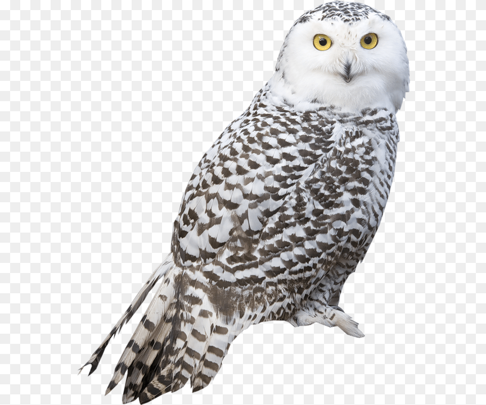 White Owl Transparent Background, Animal, Bird, Beak Free Png Download