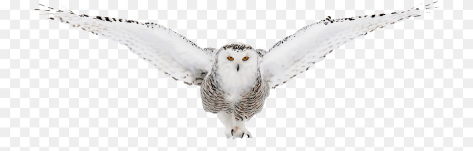 White Owls Snowy Owl, Animal, Bird, Beak Png Image