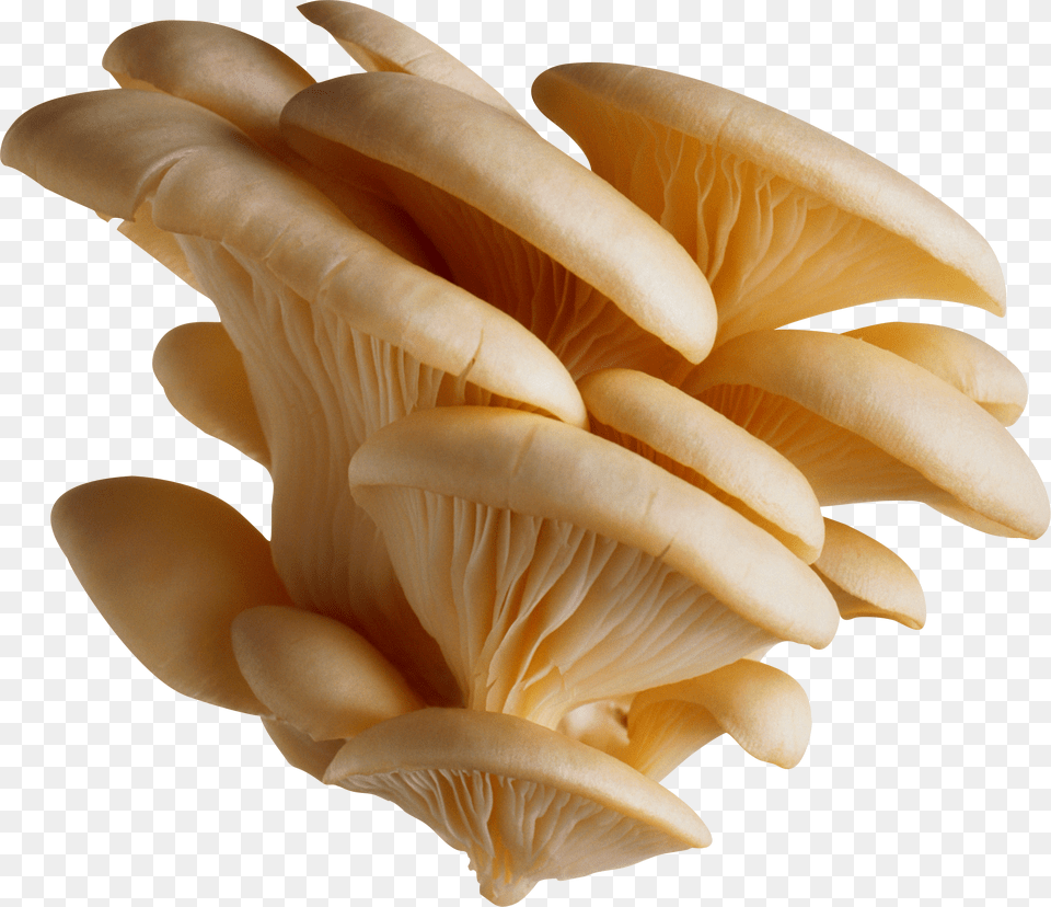 White Oyster Mushroom Free Png Download