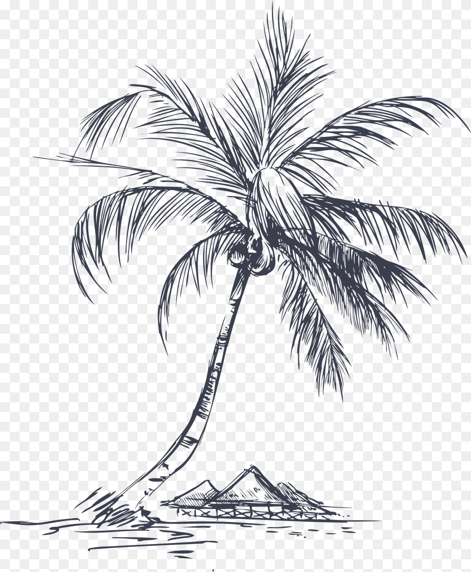 White Palm Tree Drawing Detail Palm Tree Coconut Palm Tree Line Drawing, Palm Tree, Plant, Art, Animal Png
