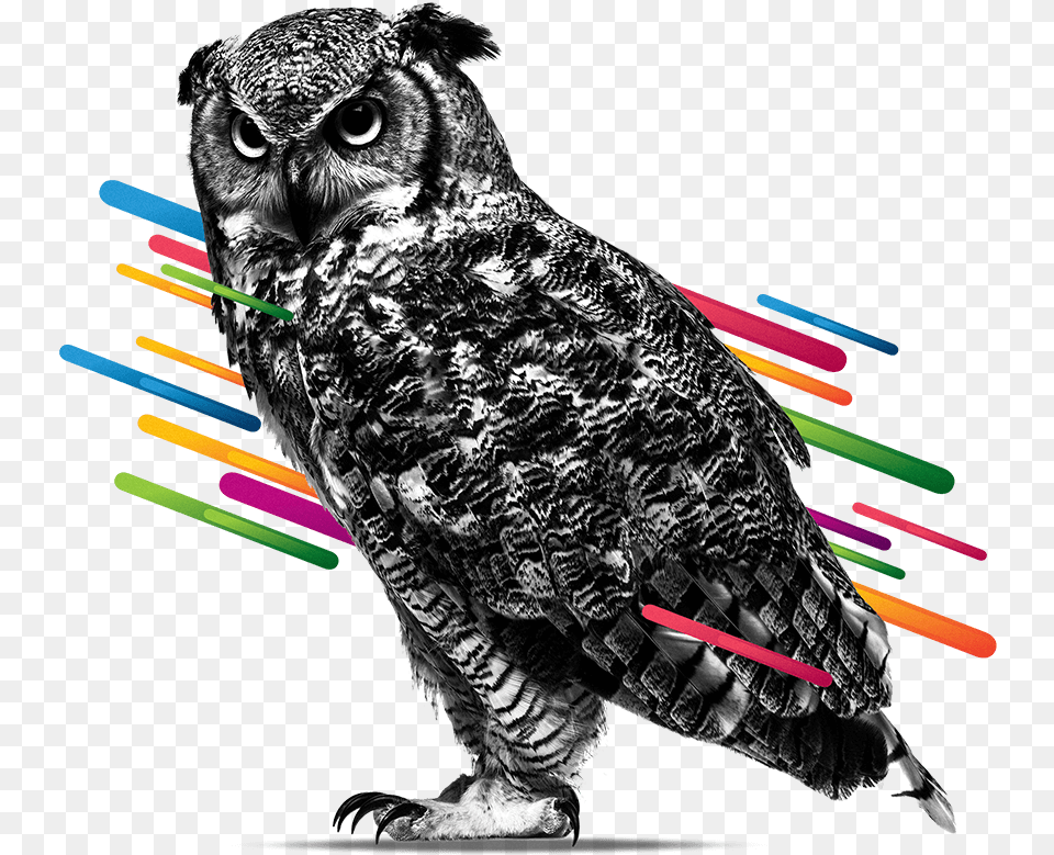 White Papers Eastern Screech Owl, Animal, Bird Free Transparent Png