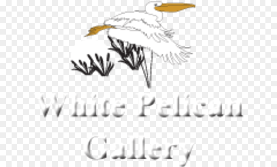 White Pelican Gallery Logo Seabird, Animal, Bird, Waterfowl, Eagle Free Png