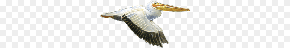 White Pelican Image Background White Pelican, Animal, Bird, Waterfowl, Fish Free Png Download