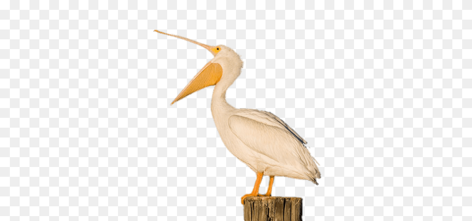 White Pelican Open Beak, Animal, Bird, Waterfowl, Plant Png