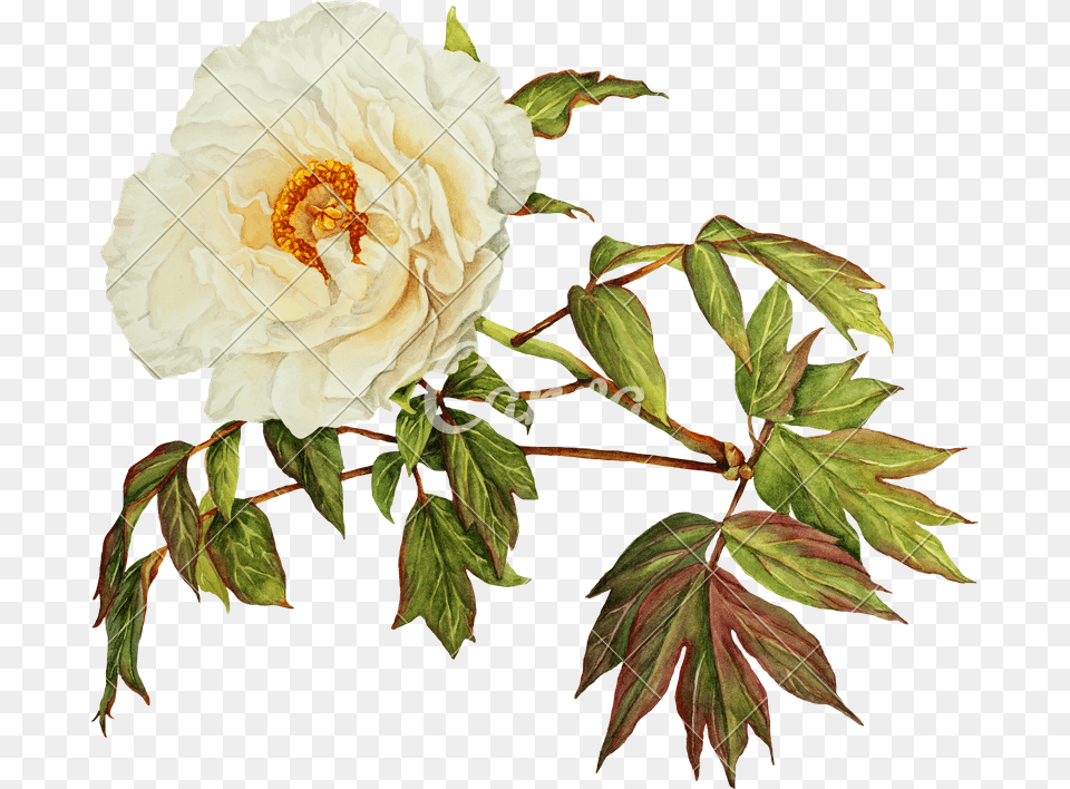 White Peony Flower Watercolor, Leaf, Plant, Rose Png